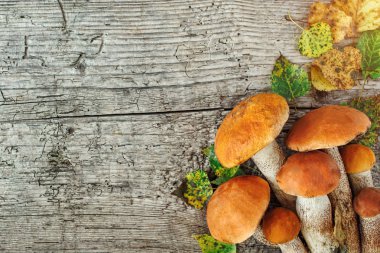 Sonbahar Cep Mantarı. Backg porcini mantar ile Sepet