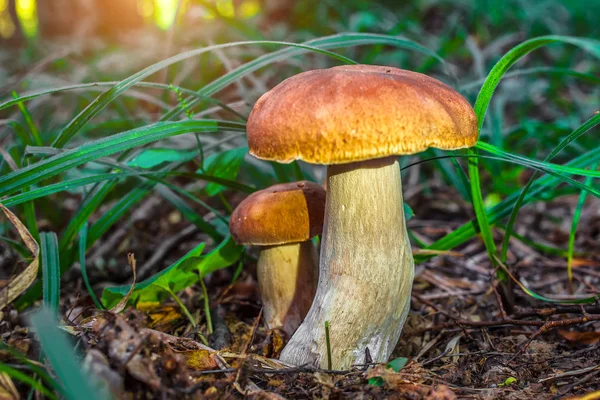 Гриб в лесу Porcino, bolete, boletus.White гриб на гр — стоковое фото