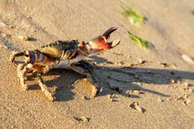 Carcinus maena. Tropik bir sahilde canlı yengeç. Yengeç orada saklanıyor.