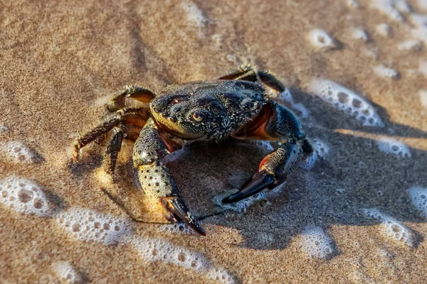 Carcinus maenas.live crab on a tropical beach. crab hiding in th — Stock Photo, Image