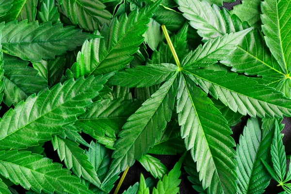 大麻は薬と薬の間のスタンドオフです 葉の緑色の背景 クローズアップ若い麻 Cbdと医療指標 — ストック写真