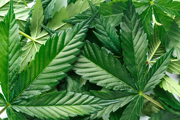 Cannabis Impasse Entre Uma Droga Medicamento Fundo Verde Folhas Close — Fotografia de Stock