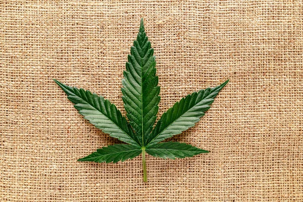 Folhas Maconha Fibras Cânhamo Cannabis Isolado Cannabis Indica Textura Fundo — Fotografia de Stock