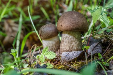 Çimenlerde tatlı çörekler yetişiyor. Güzel, küçük, kahverengi bir cep şapkası odak noktasında. Vejetaryen diyet yemeği. Mantar ormanda yetişir..