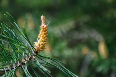 Yeni filizleri olan bir Noel ağacı dalı. Kozalaklı ağaçta yeni dallar. Doğal yeşil doku. Soyut orman geçmişi.