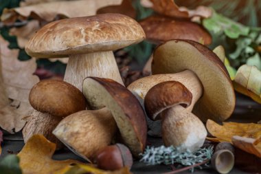 Tahta sepetin içinde mantar mantarı. Boletus Edulis ahşap arka planda, kırsal masaya yakın. Lezzetli organik mantar pişiriyorum. Gurme yemekleri, Autumn Cep Mantarları. Mantar toplama