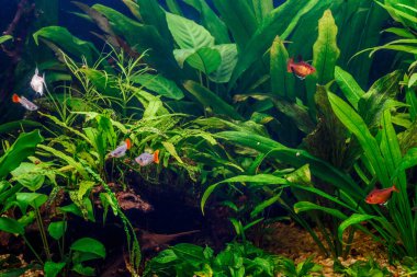 Güzel, yeşil bir tropikal tatlı su akvaryumu. İçinde balıklar, zebra balığı pterofilyum pterofilyum akvaryumu var. 