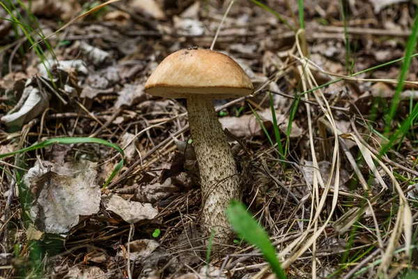 Bonito Bollo Hongo Penique Está Creciendo Hierba Hermosa Pequeña Gorra — Foto de Stock