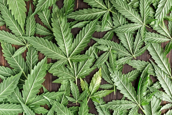 Cbd Vacker Bakgrund Grön Cannabis Blommor Cannabis Sativa Blad Mörk — Stockfoto