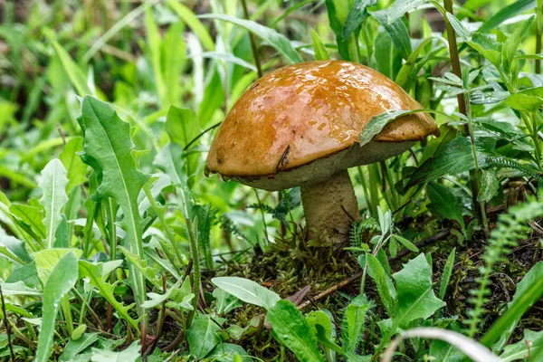 草丛里长着可爱的盘面蘑菇 这只漂亮的小羊的棕色帽子成了焦点 它是素食 这种蘑菇生长在森林里 — 图库照片