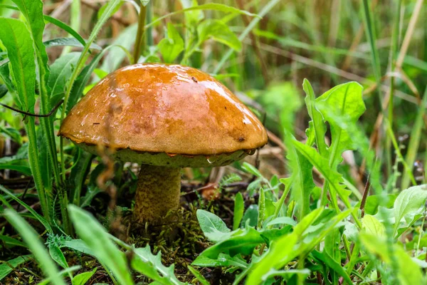 草丛里长着可爱的盘面蘑菇 这只漂亮的小羊的棕色帽子成了焦点 它是素食 这种蘑菇生长在森林里 — 图库照片