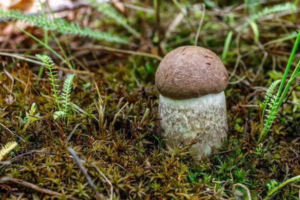 草丛里长着可爱的盘面蘑菇 这只漂亮的小羊的棕色帽子成了焦点 它是素食 这种蘑菇生长在森林里 — 图库照片