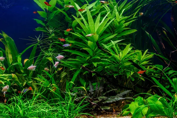 魚と緑の美しい植え付け熱帯淡水水族館 ゼブラエンジェルフィッシュPterophyllumスケール水族館 — ストック写真