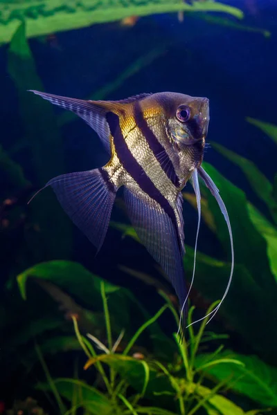 魚と緑の美しい植え付け熱帯淡水水族館 ゼブラエンジェルフィッシュPterophyllumスケール水族館 — ストック写真