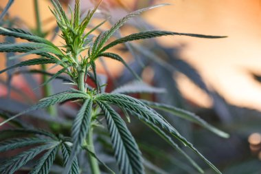 TKO Reserve tarafından yetiştirilen kenevir çiçeği, .Cannabis Sativa Leaves on Dark - Tıbbi Yasal Marihuana