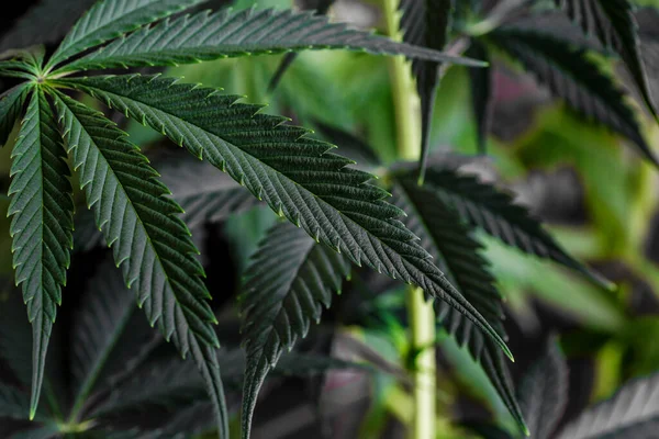 Tkoリザーブによって栽培された光の下で大麻の花 大麻サティバは暗闇の中で葉 医療法務マリファナ — ストック写真