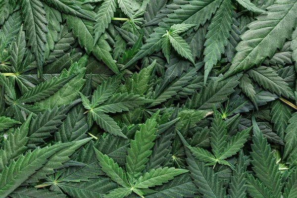 Cbd美しい背景緑の大麻の花 大麻サティバは暗闇の中で葉 医療法務マリファナ — ストック写真