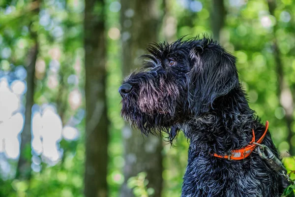 Deutsch Drahthaar Hund Stilig Ligger Grönt Gräs Vacker Hund Porträtt — Stockfoto