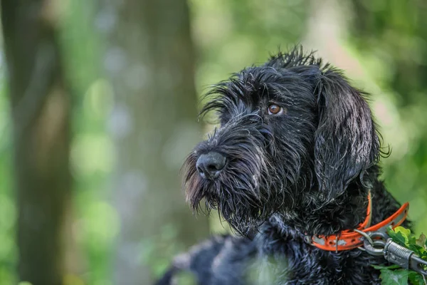 Deutsch Drahthaar Hund Stilig Ligger Grönt Gräs Vacker Hund Porträtt — Stockfoto