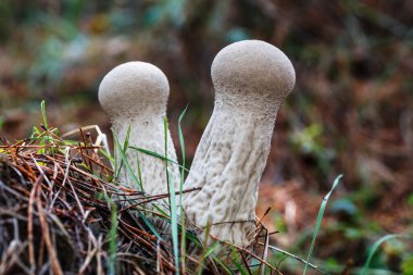Ormanda yetişen vahşi beyaz mantar. Sonbahar mevsiminde çimenlerdeki orman mantarlarının güzel yakın çekimi. Ormanda sonbahar zamanı..