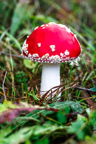 Red Fly Agarico Sullo Sfondo Della Foresta Fungo Tossico Allucinogeno — Foto Stock