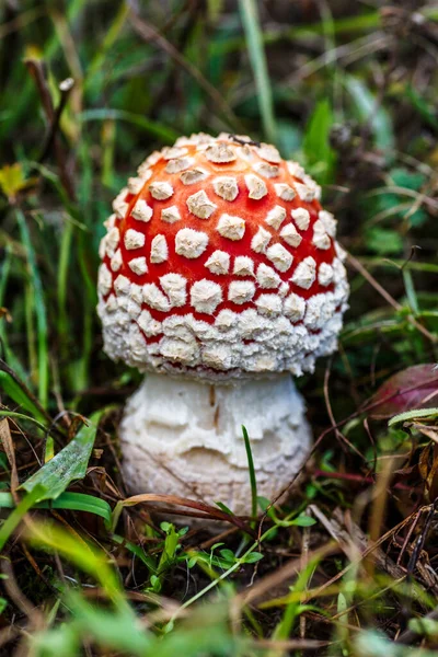 Červená Moucha Agarická Pozadí Lesa Toxické Halucinogen Houby Fly Agaric — Stock fotografie