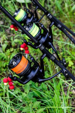 Sazan dönen olta oltası ayakta duruyor. Sazan Çubukları, Laklarda balık avı. Profesyonel balıkçılık ekipmanları.