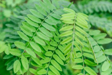 Yeşil yaprak ve avuçların arka planlarını yakından incele. Yaratıcı doğa arka planı. Düzlük, karanlık doğa konsepti, tropikal yaprak