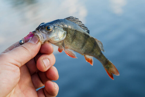 Свежепойманный европейский бас. Лови рыбака. Рыбак поймал bass.bass в hand.Fishing фона.