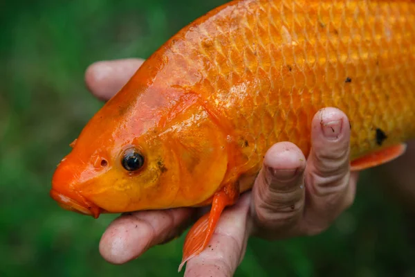 翠鱼在湖中游泳 色彩艳丽 奇异的鲤鱼或翠鱼是红色 橙色的 — 图库照片