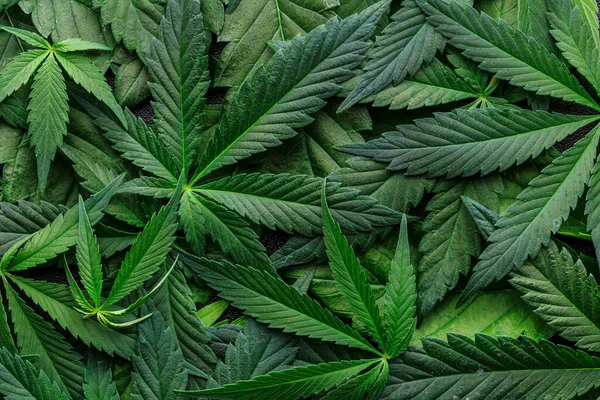 Cbd Mooie Achtergrond Groene Cannabis Bloemen Cannabis Sativa Leaves Dark — Stockfoto