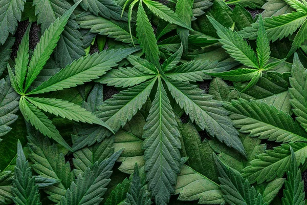 CBD Güzel arka plan yeşil kenevir çiçekleri. Kenevir Sativa Koyu Üzerine Yapraklar - Tıbbi Yasal Marijuana.cbd yağı - Tıbbi marihuana konsepti, alternatif şifalı bitkiler.