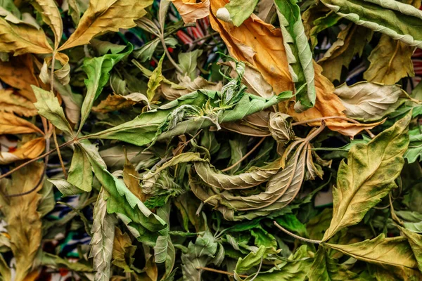 Cbd Beau Fond Fleurs Cannabis Vert Cannabis Sativa Leaves Dark — Photo