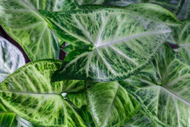 Syngonium podophyllum is a species of aroid, and commonly cultivated as a houseplant.Tropical beautiful green background of Syngonium podophyllum leaves, top view clipart