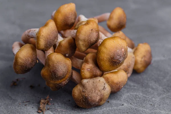 Armillaria Mellea Comunemente Nota Come Fungo Del Miele Fungo Basidiomicete — Foto Stock