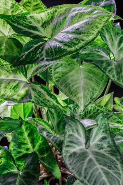 Syngonium Podophyllum Ist Eine Aronstabsorte Die Häufig Als Zimmerpflanze Kultiviert — Stockfoto