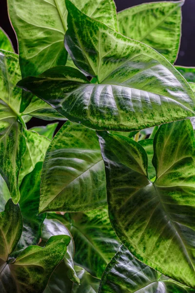 Syngonium Podophyllum Ist Eine Aronstabsorte Die Häufig Als Zimmerpflanze Kultiviert — Stockfoto