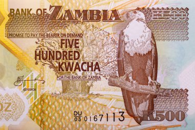 Zambiya 500 Kwacha 2011 Hindistan cevizi palmiyesidir. Afrika balık kartalı (Haliaeetus vocifer). Ters tarafta ise bir tarla hasat ediliyor. Bonistik.Tasarım amacı için parça banknotu.