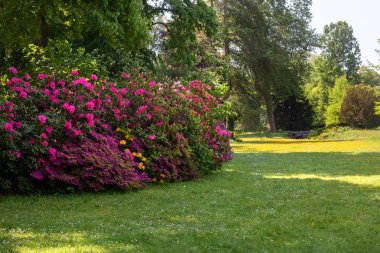 Azaleas parkta lüks bahar çiçekli.