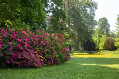 Azaleas parkta lüks bahar çiçekli.