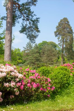 Azaleas parkta lüks bahar çiçekli