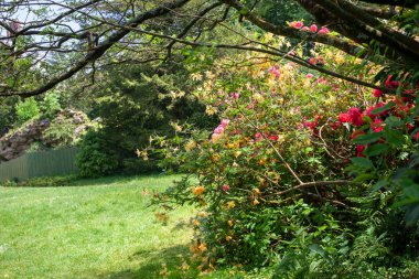 Azaleas parkta lüks bahar çiçekli
