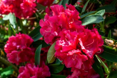 Güzel çiçekli azaleas. Yakın çekim. Seçici odak