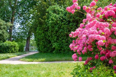 Azaleas parkta lüks bahar çiçekli. Uzak plan bulanık