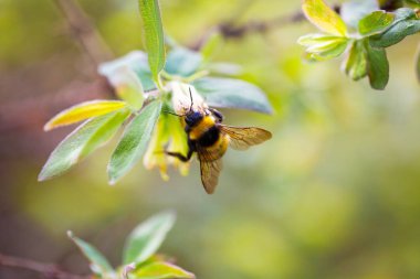 Bumblebee parlak bahar bahçe içinde bir çiçek. Yakın çekim. Seçici odak. Tonda