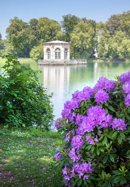 Luxueuse Floraison Printanière Azalées Dans Parc Fontainebleau France Plan Lointain — Photo