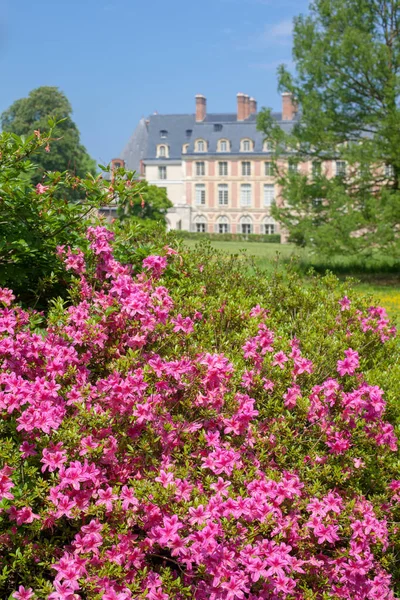 Luxueuse Floraison Printanière Azalées Dans Parc Fontainebleau France Plan Lointain — Photo