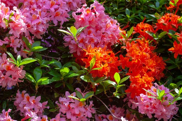 Yemyeşil Çiçek Açan Açelya Çalılar Hoş Arka Plan Seçici Odak — Stok fotoğraf