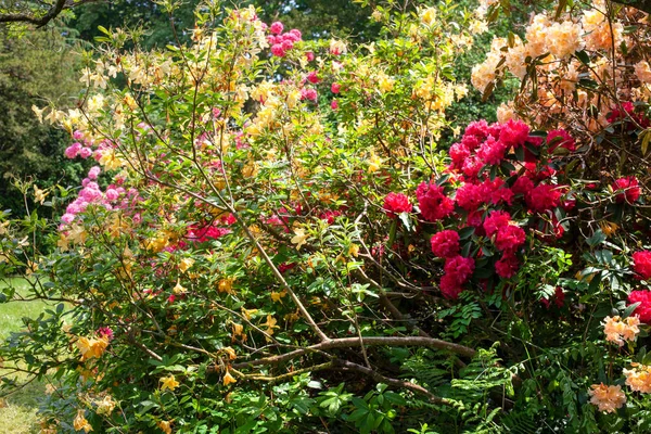 Delightful background of lush blooming azalea bushes. Sea of flowers. Sea of flowers. Selective focus