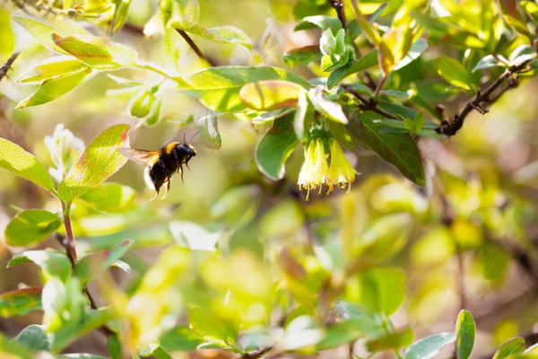 Bourdon Vole Vers Les Fleurs Dans Jardin Printanier Lumineux Gros — Photo